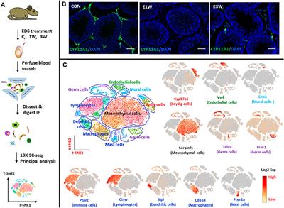 Identification of Rat Testicular Leydig Precursor Cells by Single-Cell-RNA-Sequence Analysis